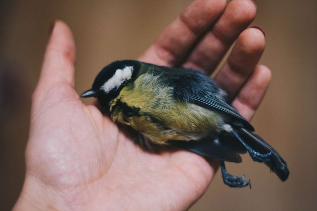 kinderen en de dood Een dood vogeltje begraven.
