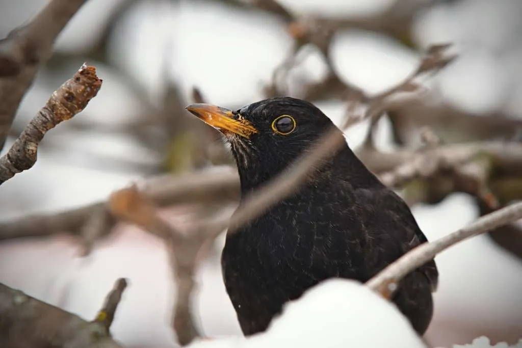 vogelvoer maken met kinderen merel in de winter